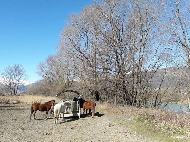Riposo per i cavalli